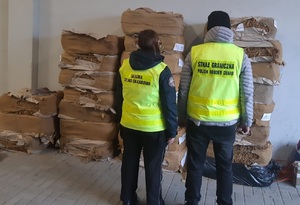 Nielegalny susz tytoniowy