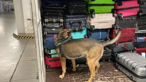 ELMO ELMO sprawdza, by na pokładzie samolotu było bezpiecznie