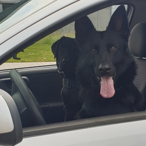 Takie psy spotkamy we Wrocławiu Takie psy spotkamy we Wrocławiu