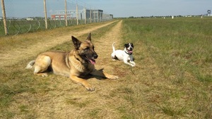 DYZIO&BIR DYZIO&amp;BIR