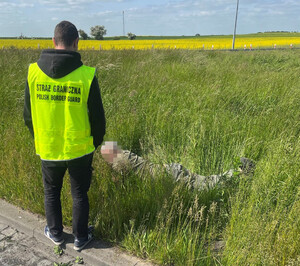 Zatrzymany organizator przemytu cudzoziemców Zatrzymany organizator przemytu cudzoziemców