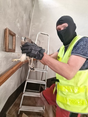 Akcja ratowania pustułki Akcja ratowania pustułki