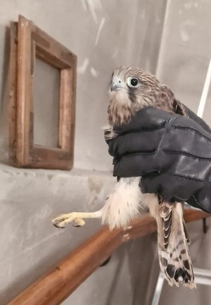 Akcja ratowania pustułki Akcja ratowania pustułki