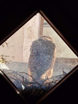 Akcja ratowania pustułki Akcja ratowania pustułki