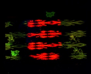 Zatrzymany podrobiony dokument cudzoziemca Zatrzymany podrobiony dokument cudzoziemca