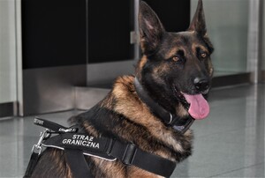 Pies służbowy Straży Granicznej Pies służbowy Straży Granicznej