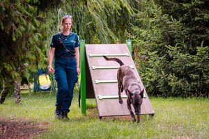 W trakcie zawodów kynologicznych W trakcie zawodów kynologicznych