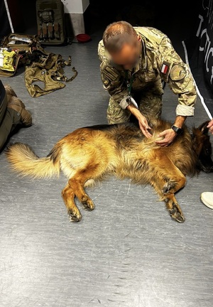 Ćwiczenia w ratowaniu psów służbowych Ćwiczenia w ratowaniu psów służbowych