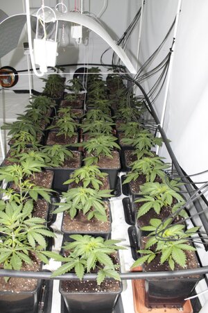 Fot.: KMP w Jaworznie